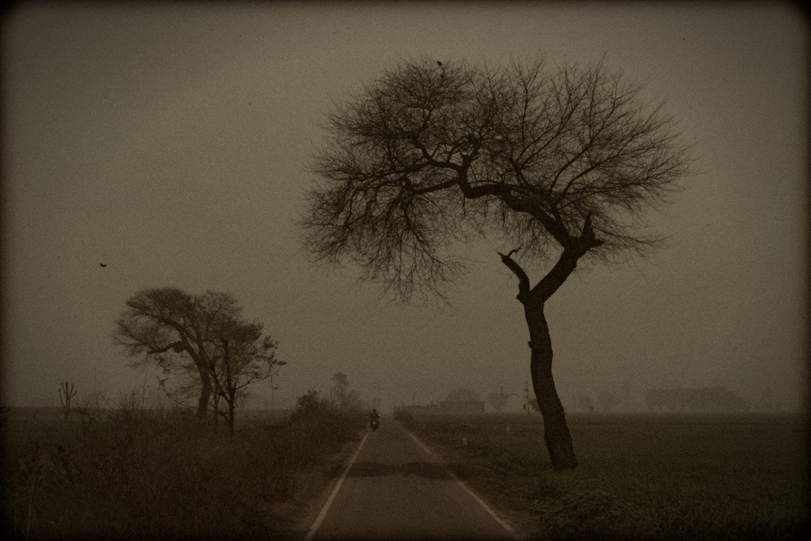 A quiet road through open farmland in Punjab